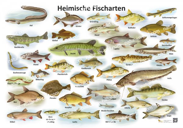 Heimische Fischarten