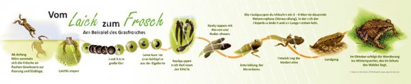 Vom Laich zum Frosch - 100 x 20 cm