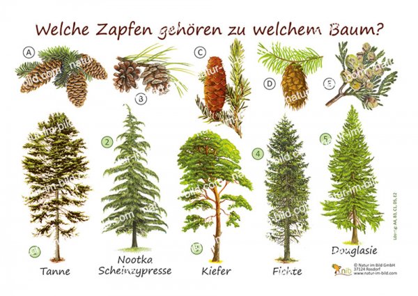 Welche Zapfen gehören zu welchem Baum?