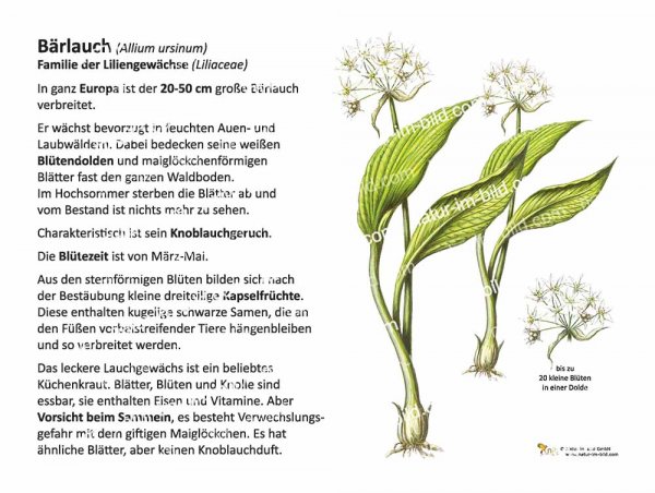 Bärlauch