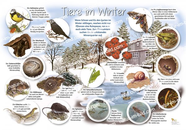 Tiere im Winter