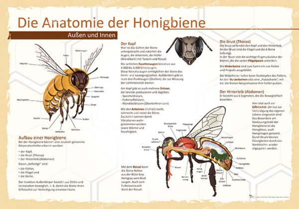 Die Anatomie der Honigbiene