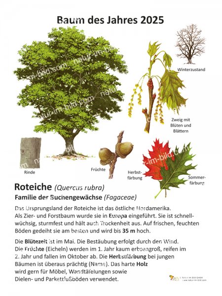 Roteiche - Baum des Jahres 2025
