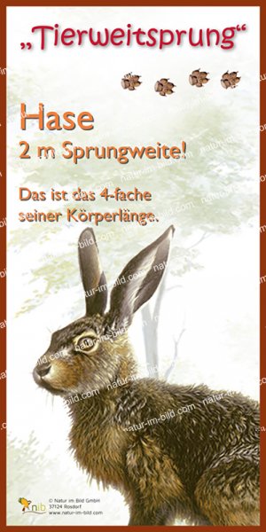 Tierweitsprung Hase
