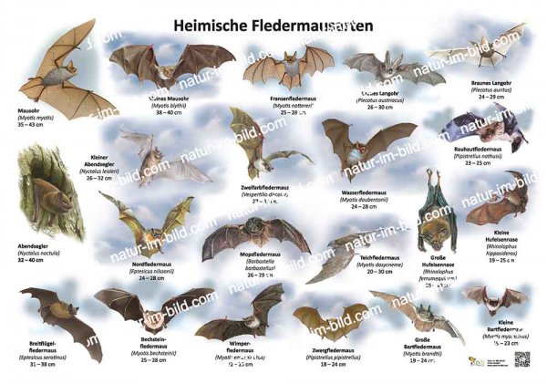 Heimische Fledermausarten