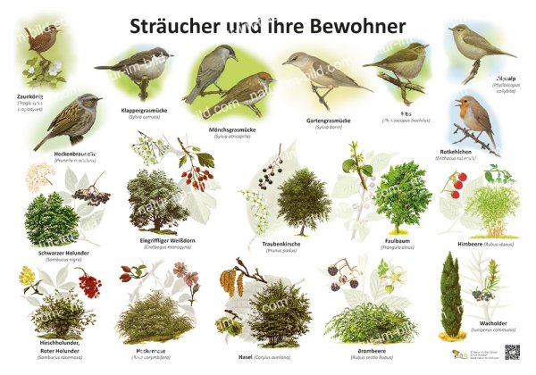 Sträucher und ihre Bewohner