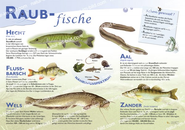 Raubfische