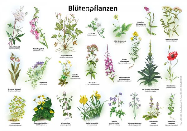 Blütenpflanzen