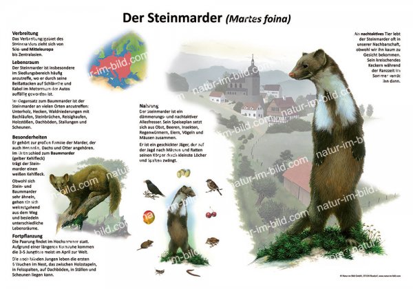 Der Steinmarder
