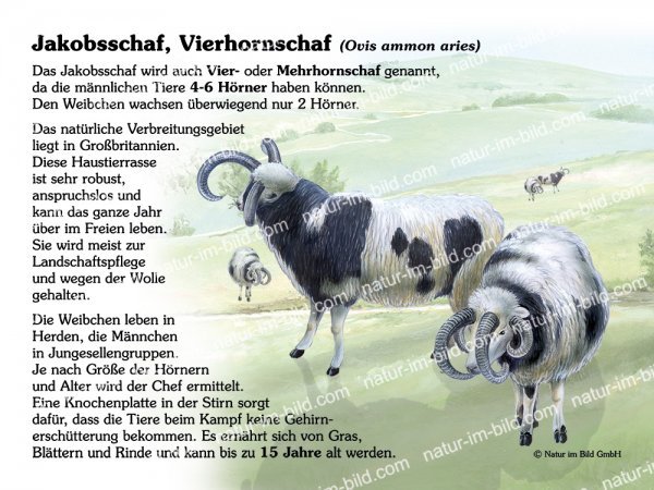 Jakobsschaf