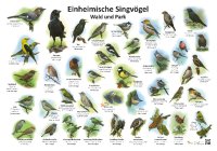 Einheimische Singvögel - Wald und Park