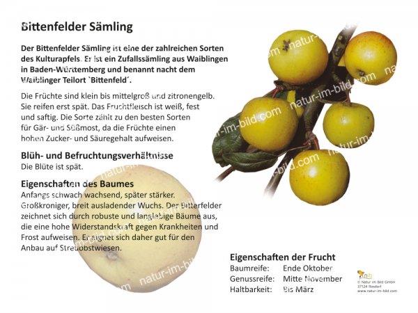 Bittenfelder Sämling