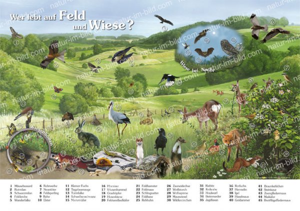 Wer lebt auf Feld und Wiese?