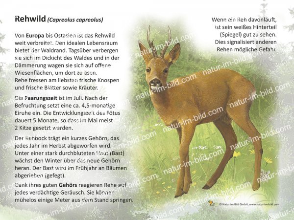 Rehwild