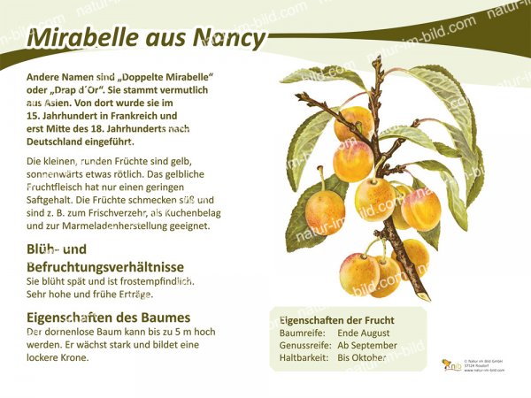 Mirabelle aus Nancy