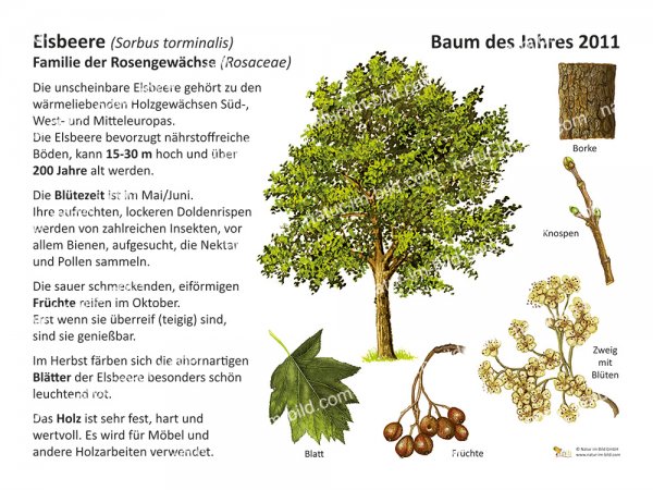Elsbeere - Baum des Jahres 2011