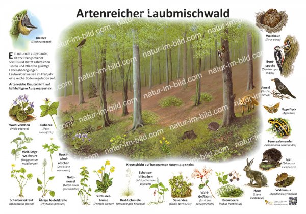 Artenreicher Laubmischwald