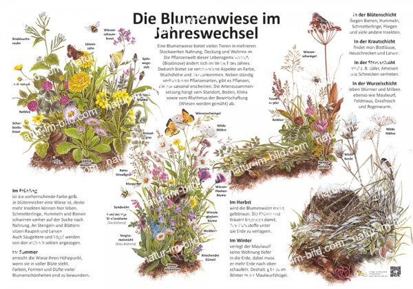 Die Blumenwiese im Jahreswechsel