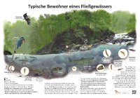Typische Bewohner eines Fließgewässers
