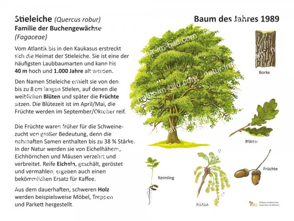 Stieleiche - Baum des Jahres 1989