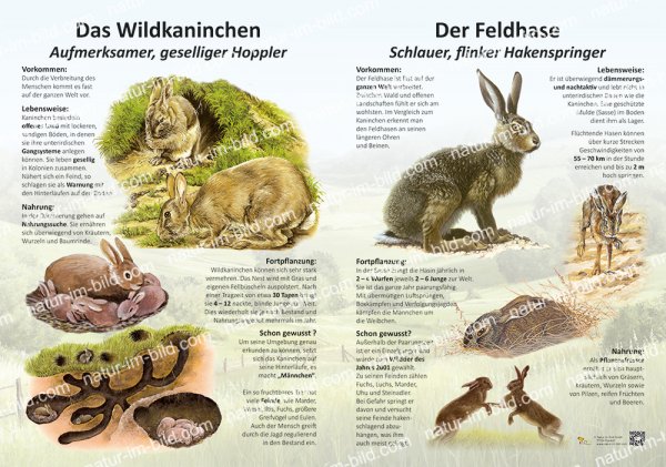 Das Wildkaninchen, der Feldhase