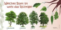 Welches Blatt ist wohl das Richtige?