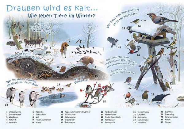 Draußen wird es kalt - Wie leben Tiere im Winter?