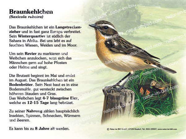 Braunkehlchen