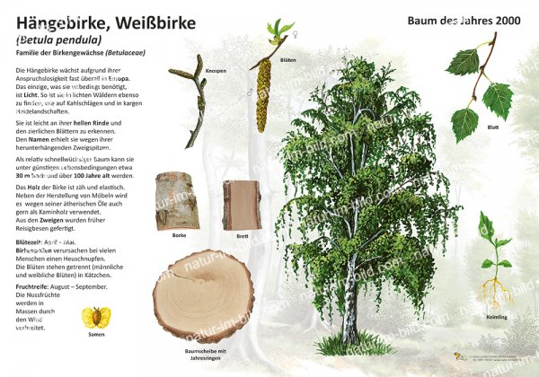 Hängebirke - Baum des Jahres 2000