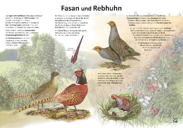 Fasan und Rebhun