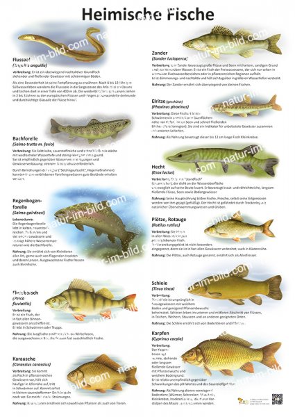 Heimische Fische (hochformatig)