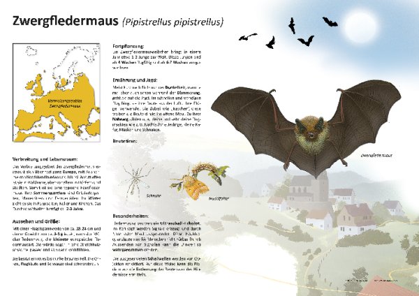 Zwergfledermaus