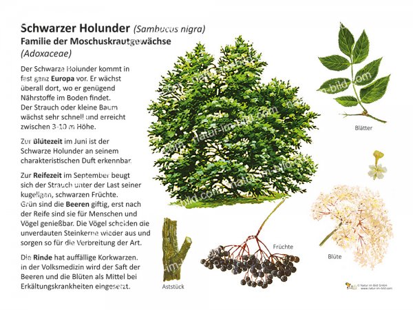 Schwarzer Holunder