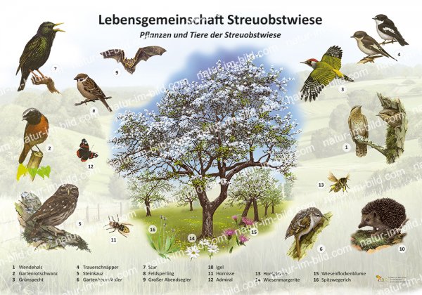 Lebensgemeinschaft Streuobstwiese