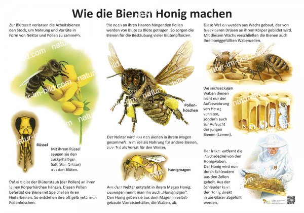 Wie die Bienen Honig machen