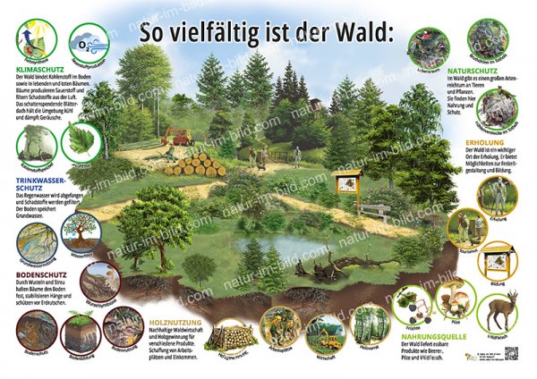 So vielfältig ist der Wald