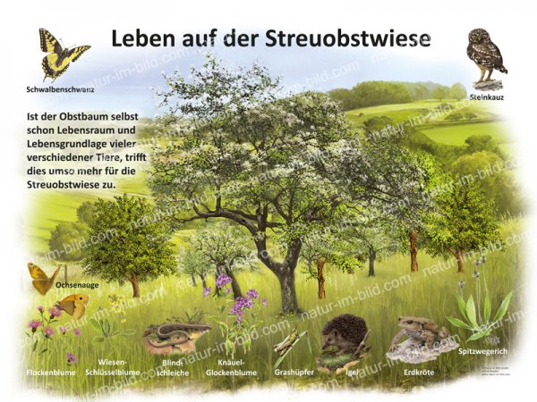 Leben auf der Streuobstwiese