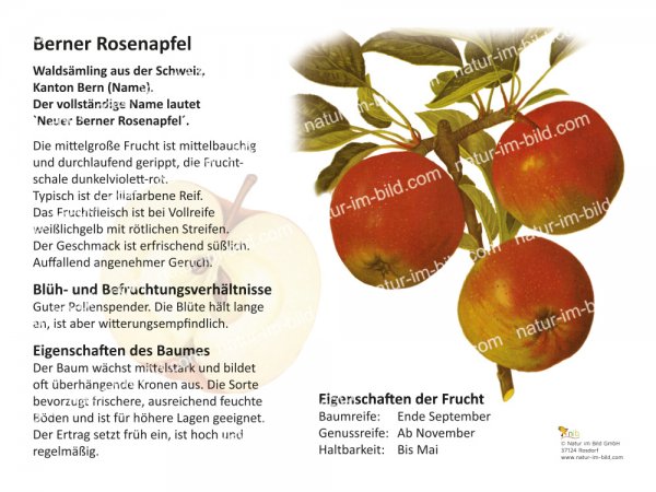 Berner Rosenapfel