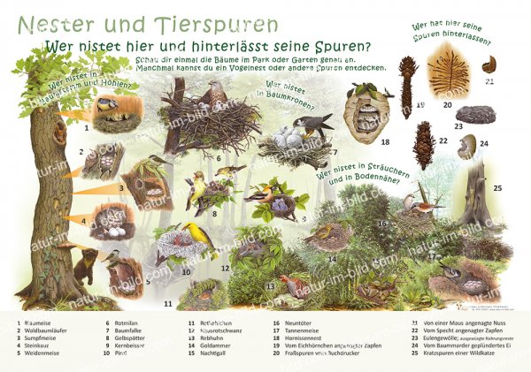 Nester und Tierspuren