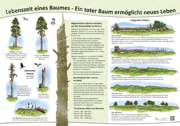 Lebenszeit eines Baumes