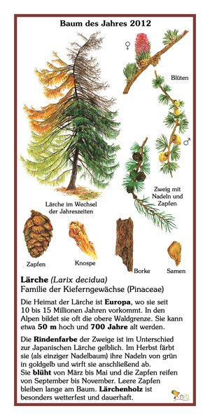 Lärche - Baum des Jahres 2012