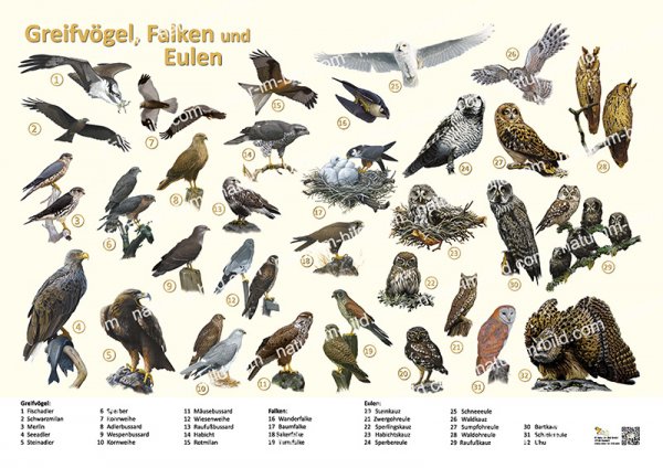 Greifvögel, Falken und Eulen