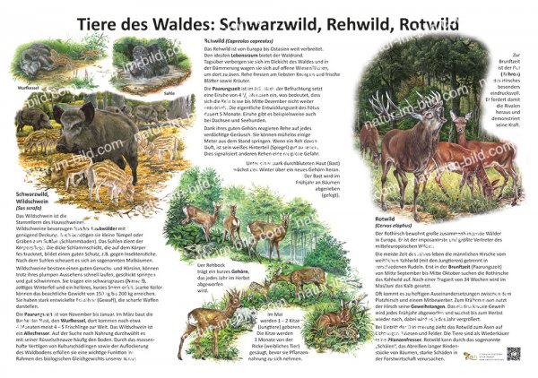 Tiere des Waldes: Schwarzwild, Rehwild, Rotwild