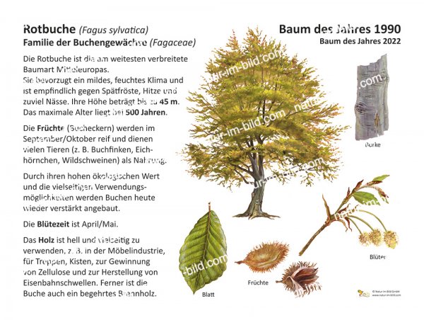 Rotbuche - Baum des Jahres 1990 und 2022