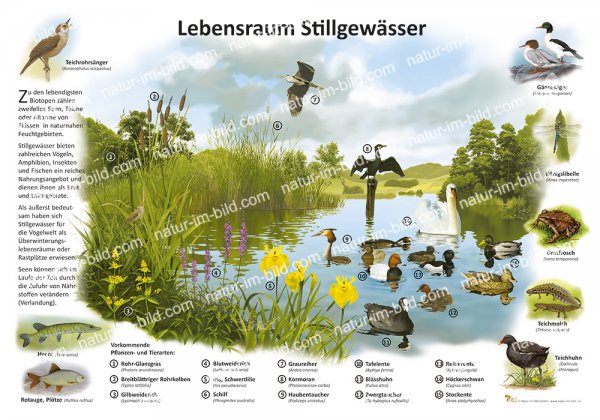 Lebensraum Stillgewässer