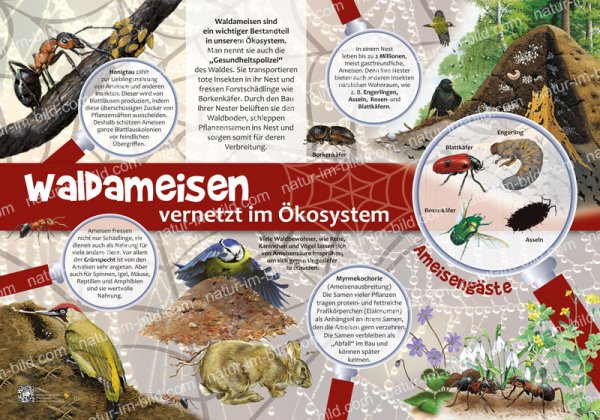 Waldameisen - vernetzt im Ökosystem