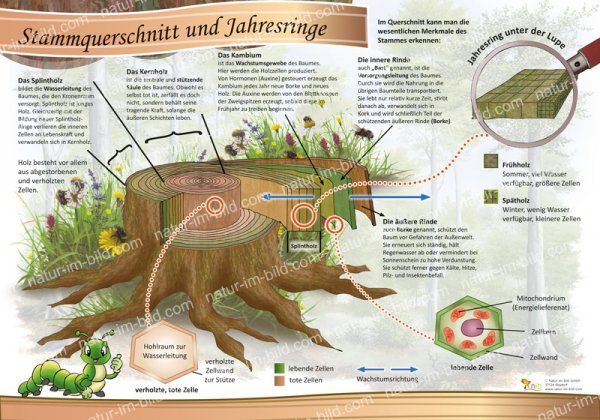 Stammquerschnitt und Jahresringe