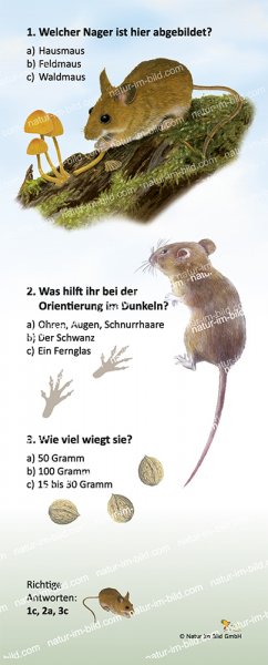 Waldmaus