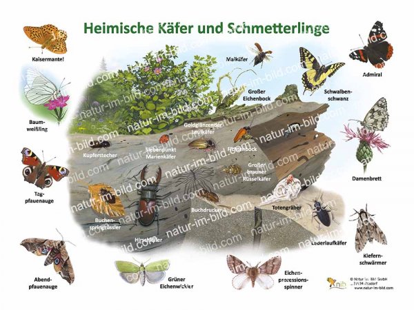 Heimische Käfer und Schmetterlinge
