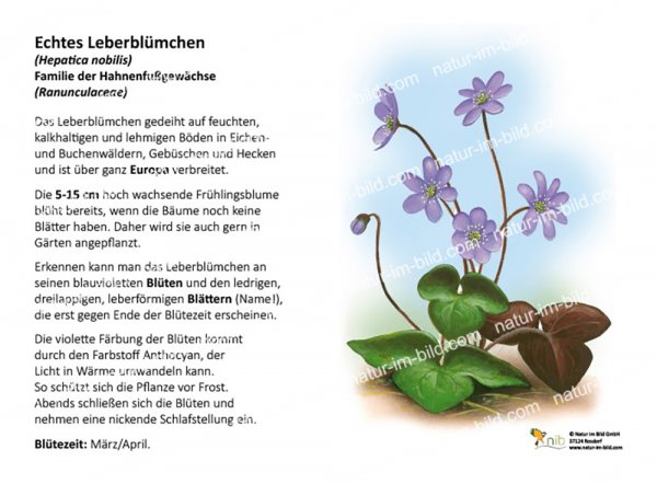 Leberblümchen